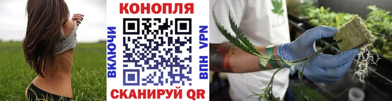 закладки  Абаза  Каннабис сатива 